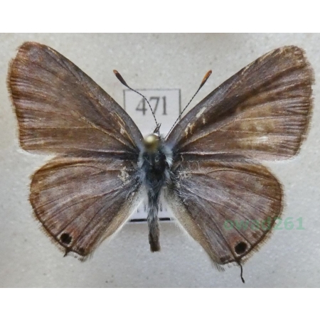 Lampides boeticus (Linnaeus, 1767) Modrogończyk białopręgi Croatia47l